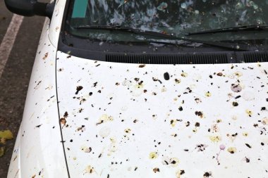 Arabanın her yerine kuş pisliği bulaşmış. Kuş pisliğiyle kaplı, kirli, lekeli bir araba. Park sorunu.
