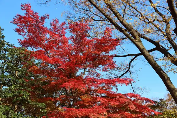 Autumn leaves in Japan. Maple leaf background in Tokyo, Japan.
