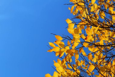 Japon böğürtlen ağacı (Celtis sinensis) sonbahar yaprakları. Osaka, Japonya 'da sarı yapraklar.