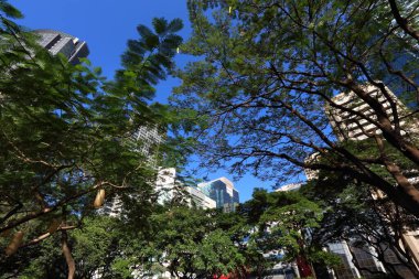 Makati City, Metro Manila, Filipinler 'deki Ayala Üçgeni şehir ormanı..