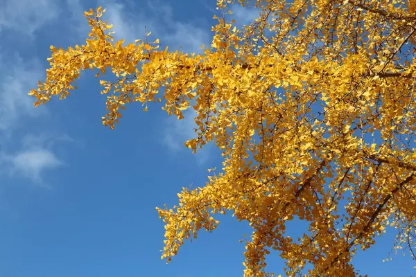 Japan autumn foliage. Ginkgo tree yellow leaves in Osaka, Japan.