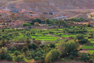 Ouarzazate, Fas yakınlarındaki tarım arazisi. Yeşil tarlaları ve zeytin ağaçları olan kırsal alan.