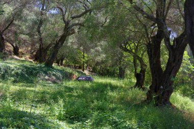 Yunanistan 'da zeytin koruluğu - Korfu adası tarımı. Esrarengiz zeytin bahçesi.