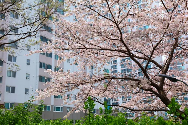 Kirschblüten Der Wohngegend Jwa Dong Haeundae District Busan Südkorea — Stockfoto