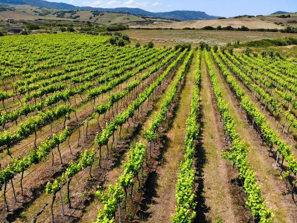 Sardinia vineyard landscape in Valledoria. Countryside landscape in Province of Sassari, Sardinia, Italy. Aerial view.