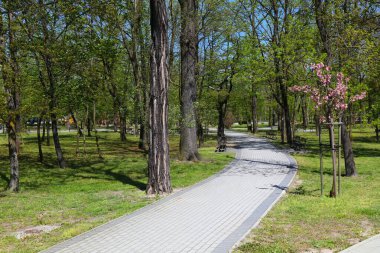 Kedzierzyn-Kozle, Polonya şehri. Park Pojednania 'da İlkbahar (İngilizce: Uzlaşma Parkı).