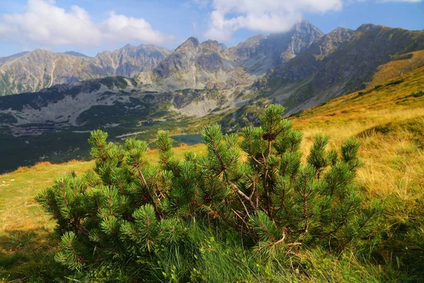 Dwarf mountain pine (Pinus mugo) known as kosodrzewina in Poland. Flora of Tatry mountains in Poland.