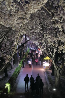 BUSAN, Güney Kore - 30 Mart 2023 İnsanlar Busan 'ın Sasang-gu ilçesinde popüler bir ilkbahar eğlencesi olan Nakdong Embank Kiraz Çiçeği Yolu' nu ziyaret ediyor.