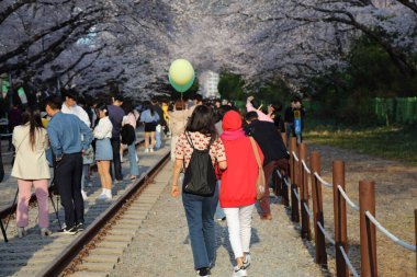 JINHAE, Güney Kore - 28 Mart 2023 İnsanlar Changwon 'da Jinhae Kiraz Çiçeği Festivali sırasında Gyeonghwa İstasyonu tren yollarını ziyaret ediyor. Güney Kore 'nin en büyük bahar festivallerinden biridir..