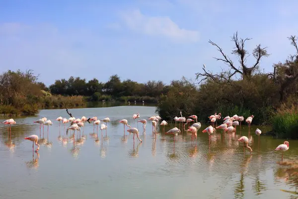 Camargue natural region in southern France. Ramsar wetland known for bird fauna among birdwatching enthusiasts. Greater flamingos.