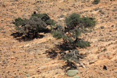 Fas 'ta ağaç keçileri. Argania ağacı keçilere tırmanıyor.