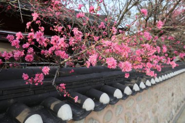 Güney Kore 'deki Jeonju Hanok Köyü' nün bahar çiçekleri..