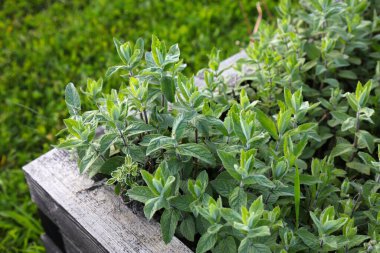 Kamu botanik bahçesinde naneli bitki yetiştirme. Mikolow, Polonya 'daki Silezya Botanik Bahçesi.