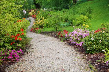 Açelyalar ve botanik bahçesinin rhododendronları. Mikolow, Polonya 'daki Silezya Botanik Bahçesi.