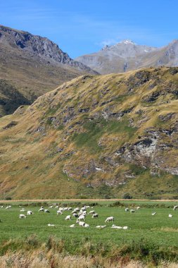 Yeni Zelanda 'nın Güney Adası' nın Otago bölgesinde otlayan koyunlar. Ulusal Parkı Arayan Dağ 'da Tarım.