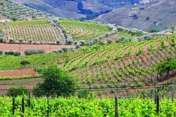 Douro vineyards. Portugal vineyard rural landscape. Alto Douro DOC wine making landscape.