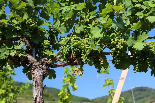 Grapes in Wachau wine region in Austria. Summer view of vineyards near Spitz. Danube river valley countryside.