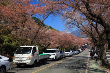 HWAGAE-MYEON, SOUTH KOREA - APRIL 2, 2023: People stand in traffic jam along very popular rural road in Hwagae, famous for cherry blossom sightseeing opportunities. clipart