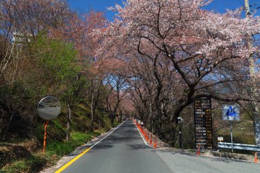 HWAGAE-MYEON, SOUTH KOREA - APRIL 2, 2023: Very popular rural road in Hwagae, famous for cherry blossom sightseeing opportunities. clipart