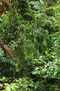 Borneo, Malezya 'daki Bako Milli Parkı' ndaki yemyeşil yağmur ormanları bitkileri.