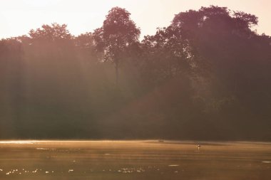 Sabah sisi ve yağmur ormanları Malezya 'nın kuzeydoğusundaki Sandakan Tümenindeki Sukau Kinabatangan Nehri' nde..