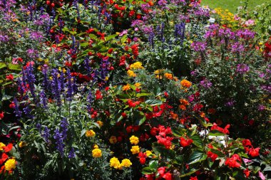 City flowerbed in Spittal and der Drau in Austria. Mixed species flower patch with marigold, begonia, Cleome hassleriana (Spider flower) and Salvia farinacea (mealycup sage). clipart