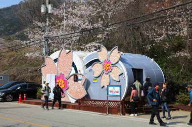 JINHAE, Güney Kore - 28 Mart 2023 İnsanlar Changwon 'da Jinhae Kiraz Çiçeği Çiçeği Festivali' nde kiraz çiçeği temalı umumi tuvaleti ziyaret ediyor. Güney Kore 'nin en büyük bahar festivallerinden biridir..