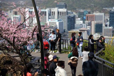 SEOUL, Güney Kore - 8 Nisan 2023: Seul 'deki Namsan Park' ı ziyaret edenler.