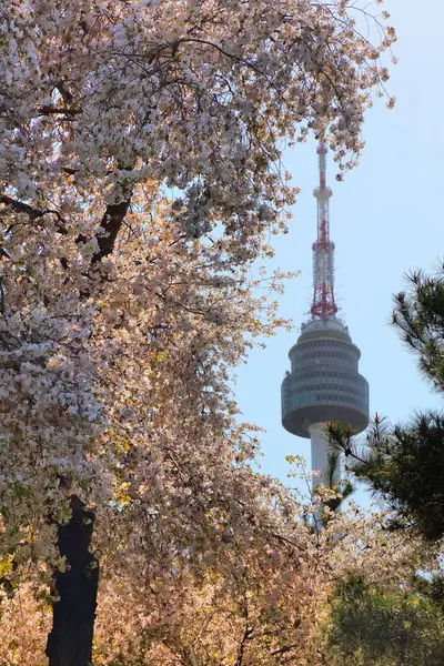 Kirschblüten Namsan Park Seoul Frühling Südkorea — Stockfoto