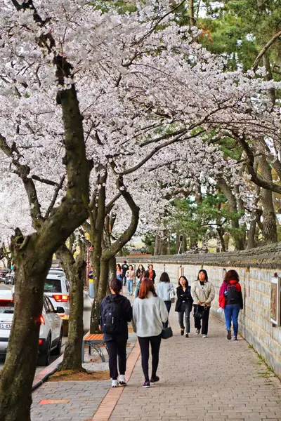 Кёнджу Южная Корея Марта 2023 Года Туристы Посещают Весенние Цветения — стоковое фото