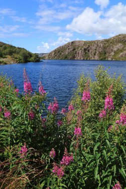 Norway summer view with pink flowers. Lake near Stavanger and fireweed flowers (Chamaenerion angustifolium). clipart