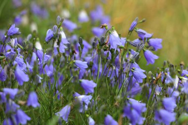 Norveç doğası. Harebell çiçek türü (Campanula rotundifolia).