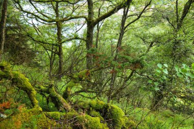 Green mossy forest background in Norway. Hiking trail nature in Rogaland, Norway. clipart