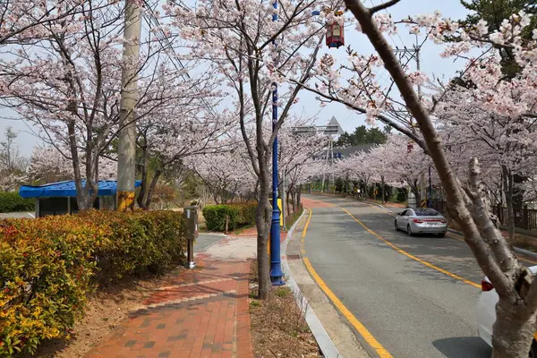 Busan, Güney Kore 'de Gijang-gun bölgesinde kiraz çiçekleri caddesi..