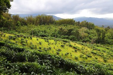 Malezya 'daki Sabah Çay Çiftliği. Borneo Sabah Bölgesi.
