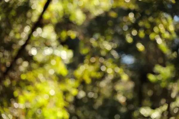 Απεσταλμένο Υπόβαθρο Δάσους Θολή Πράσινη Ηλιόλουστη Ζούγκλα Αφηρημένη Υφή Στη — Φωτογραφία Αρχείου