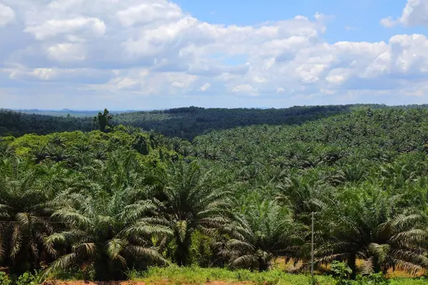 Плантация Масличных Пальм Обширный Сельскохозяйственный Ландшафт Региона Сабах Острове Борнео — стоковое фото