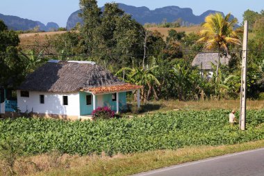 Küba - Vinales Ulusal Parkı 'nda tütün tarlası. Küba 'nın Tarım.