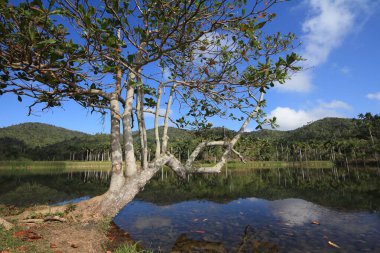 Terminalia Catappa Leadwood ağacı Las Terrazas, Küba 'da. Karayipler 'de istilacı bir tür olarak kabul edilir..
