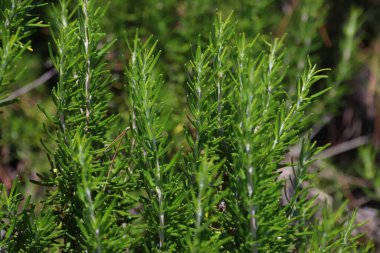 Rosemary herb bush (Rosmarinus officinalis). Herbal plant in Croatia. clipart