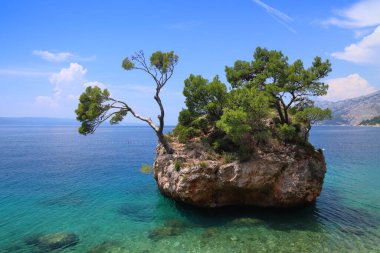 Brela, Hırvatistan. Sağlam çam ağaçları olan doğal bir kaya adası. Punta Rata.