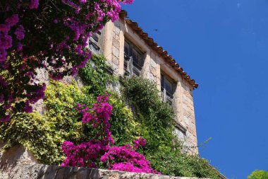 Dubrovnik, Hırvatistan. Ortaçağ 'daki Bougainvillea çiçekleri. UNESCO Dünya Mirası Alanı.
