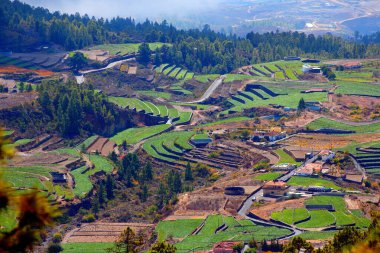 Tenerife landscape, Spain. Agricultural terraces countryside landscape. Green fields in Vilaflor village. clipart