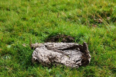 İnek düşürme - Çimlere hayvan dışkısı. Huesca Eyaleti, İspanya 'da inek gübresi.