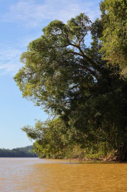 Malezya 'nın kuzeydoğusundaki Sandakan Tümenindeki Kinabatangan Nehri' nde yağmur ormanı. Borneo 'da Doğa rezervi.