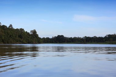 Malezya 'nın kuzeydoğusundaki Sandakan Tümenindeki Kinabatangan Nehri' nde yağmur ormanı. Borneo 'da Doğa rezervi.