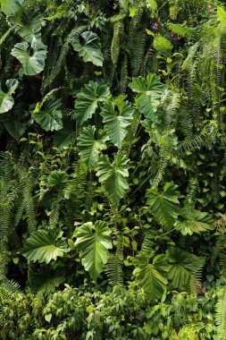 Bay Duvarı 'nın arkasındaki bahçeler. Singapur 'un tropik bitkileri.