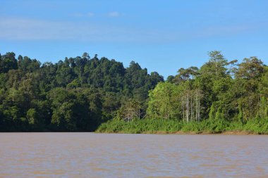 Malezya 'nın kuzeydoğusundaki Sandakan Tümenindeki Kinabatangan Nehri' nde yağmur ormanı. Borneo 'da Doğa rezervi.