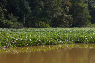 Sabah, Malezya 'nın kuzeydoğusundaki Sandakan Bölgesi' nde, Sukau 'daki Kinabatangan Nehri üzerinde yaygın su sümbülü (Pontederia crassipes) bitkisi. Hızlı büyüyen istilacı bitki türleri.