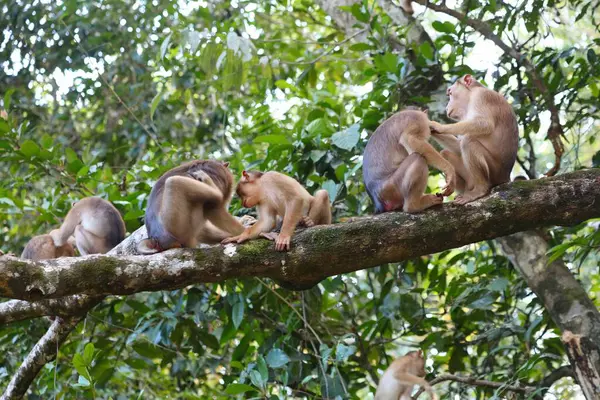 stock image Macaque monkey family grooming in tree branch over Kinabatangan River in Sukau in Sandakan Division, in northeastern Sabah, Malaysia.